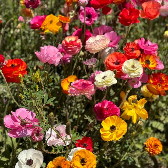 Meet your Posher, Cindy - Picture 1 of 1